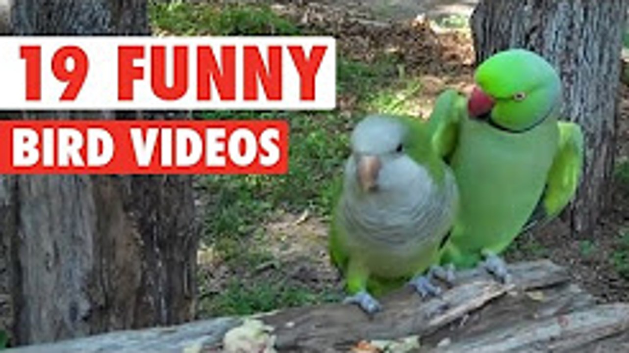 19 Funny Bird Videos -- Awesome Compilation - Hayvanlar Alemi