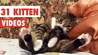 31 Cute Cats - Funny Cat Video Compilation 2017