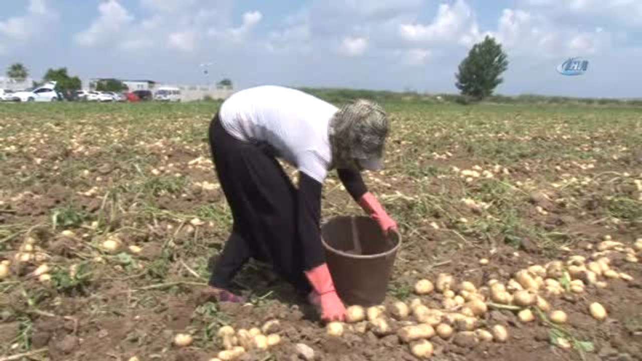 Yaşıtları Karne Alırken Onlar Tarlada Çalışıyor