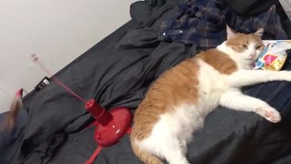 Cute Kitty is not impressed with Her New Toy