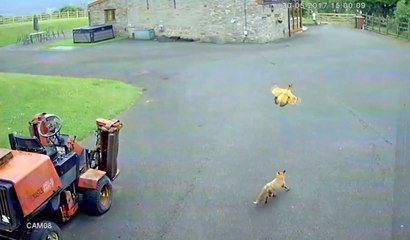 Tilkinin Çiftliğe Girip Tavuğu Kovalaması