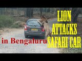 WATCH- Lion Attacks Safari Car in Bannerghatta National Park, Bengaluru