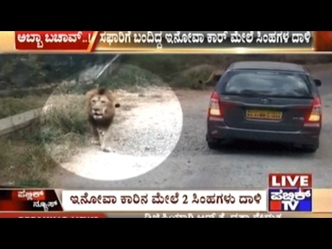 Bangalore: Two Lions Attack Safari Car In Bannerghatta National Park