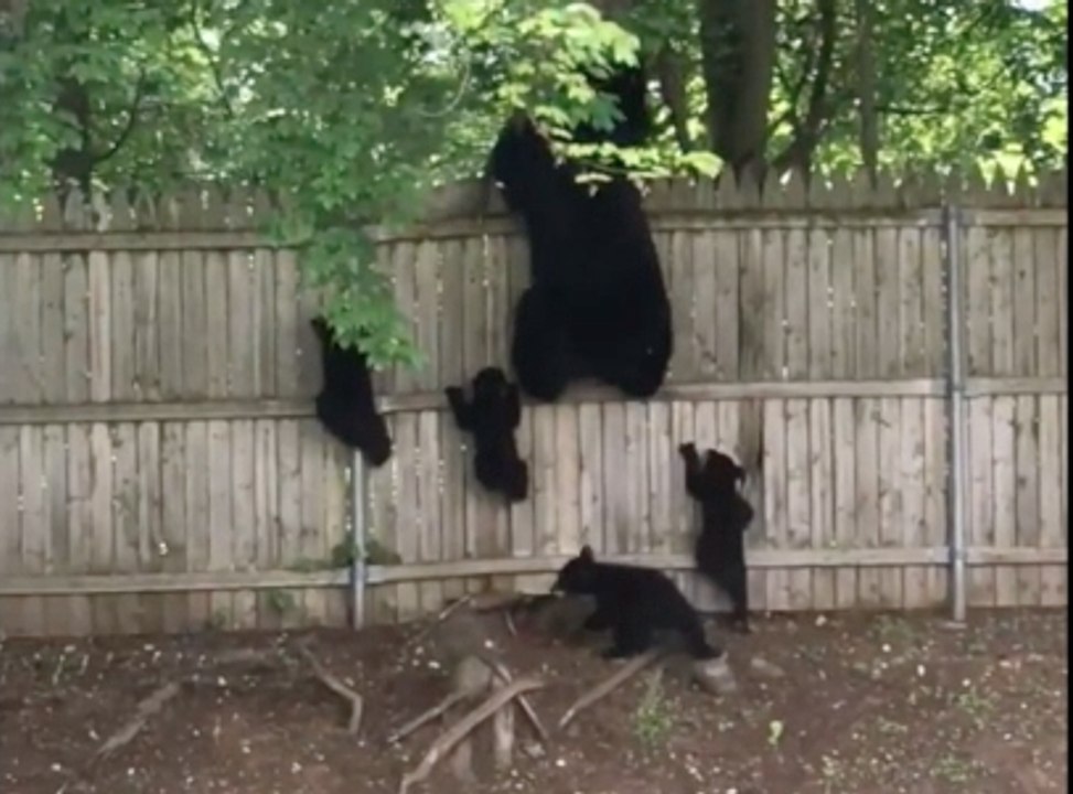 Momma Bear and Her 4 Cubs Try to Climb Over a Fence