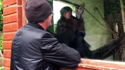 Monkey imitates man at zoo in Wales
