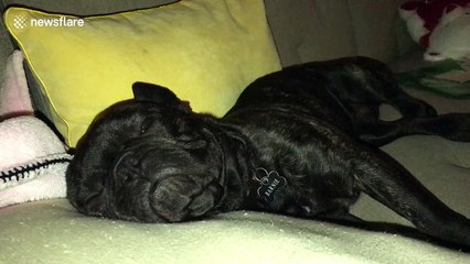 Puppy snores heavily while watching House of Cards