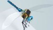 A Cyborg Dragonfly Drone Takes Its First Flight--And Other Stories You Might've Missed