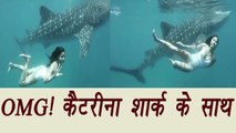 Katrina Kaif SWIMMING with a whale Shark, Watch video | FilmiBeat