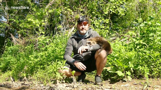 Man has incredible encounter with baby raccoons