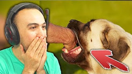 LE BLED'ART-ATTAQUÉ PAR UN GROS CHIEN