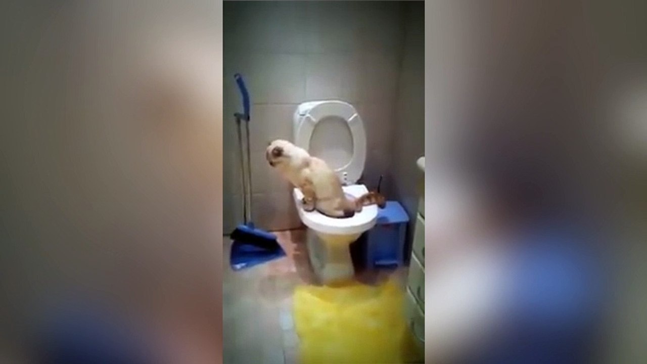 Ce chat est vraiment très intelligent !