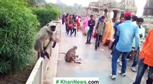 Slap on Monkey Face