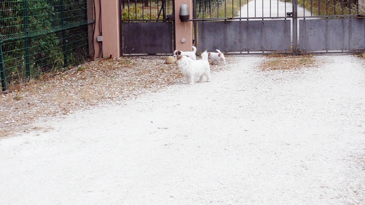 Chiots Jack Russell Terrier video du 09/06/17
