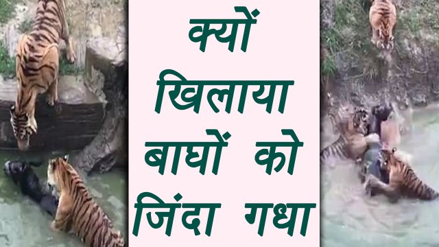 Donkey fed to Tigers, Zoo Officials REVEALED why they did that | वनइंडिया हिंदी