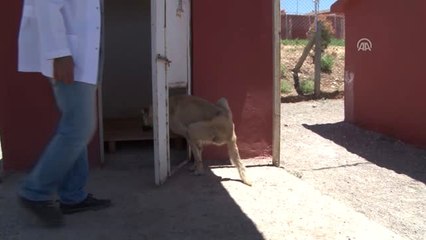 Felç ve Engelli Köpeklere Belediye Desteği