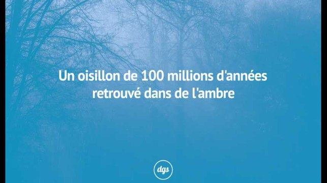 Un oisillon de 100 millions d'années retrouvé dans l'ambre