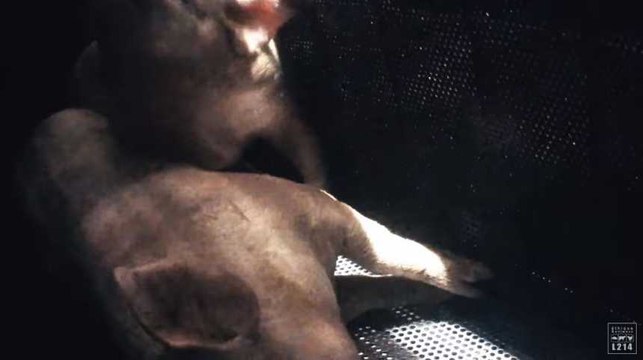 L214 : la nouvelle vidéo choc sur le gazage des cochons dans un abattoir (vidéo)