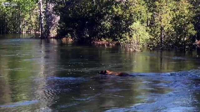 Un ours se fait accidentellement emporté par une cascade