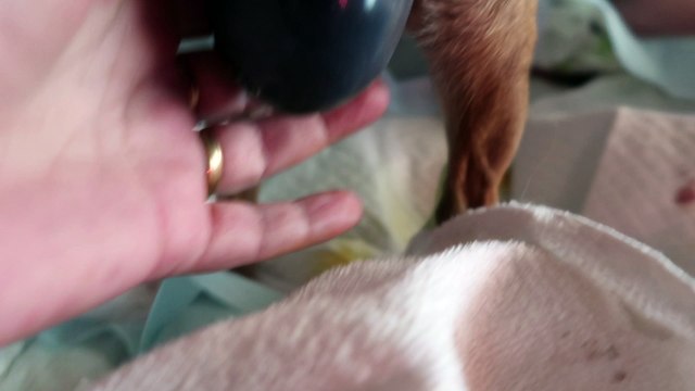 MVI_0939 BB3 birth DXX