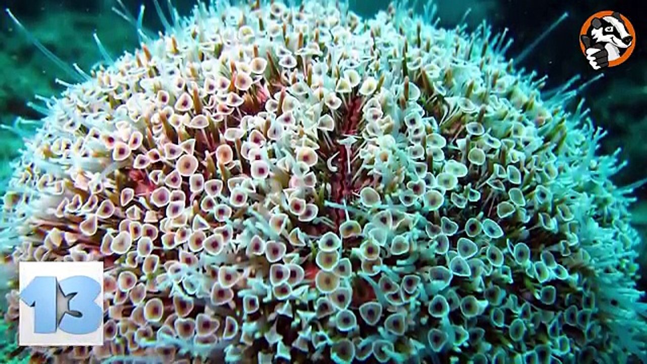 14 Ocean's Deadliest Creatures