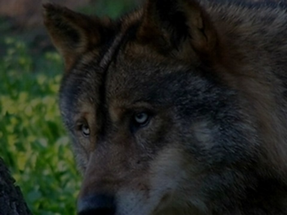 Coeur de loup