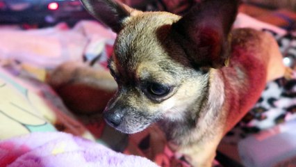 MVI_1127 BB3 n ok day 7