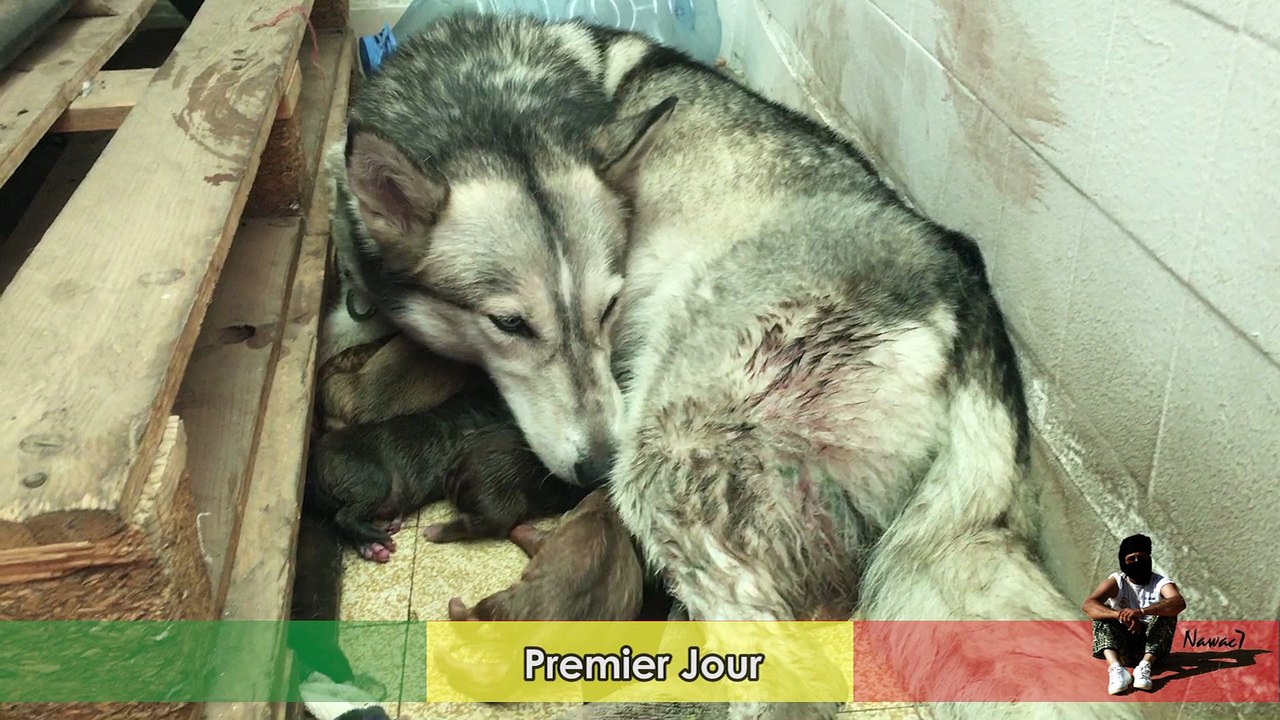 Dakar Sénégal – Cheyenne, Chienne Husky du Maroc mettant bas 10 petits chiots à Dakar – 13 mai 2017.