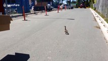 Construction workers rescue ducklings stranded on roof