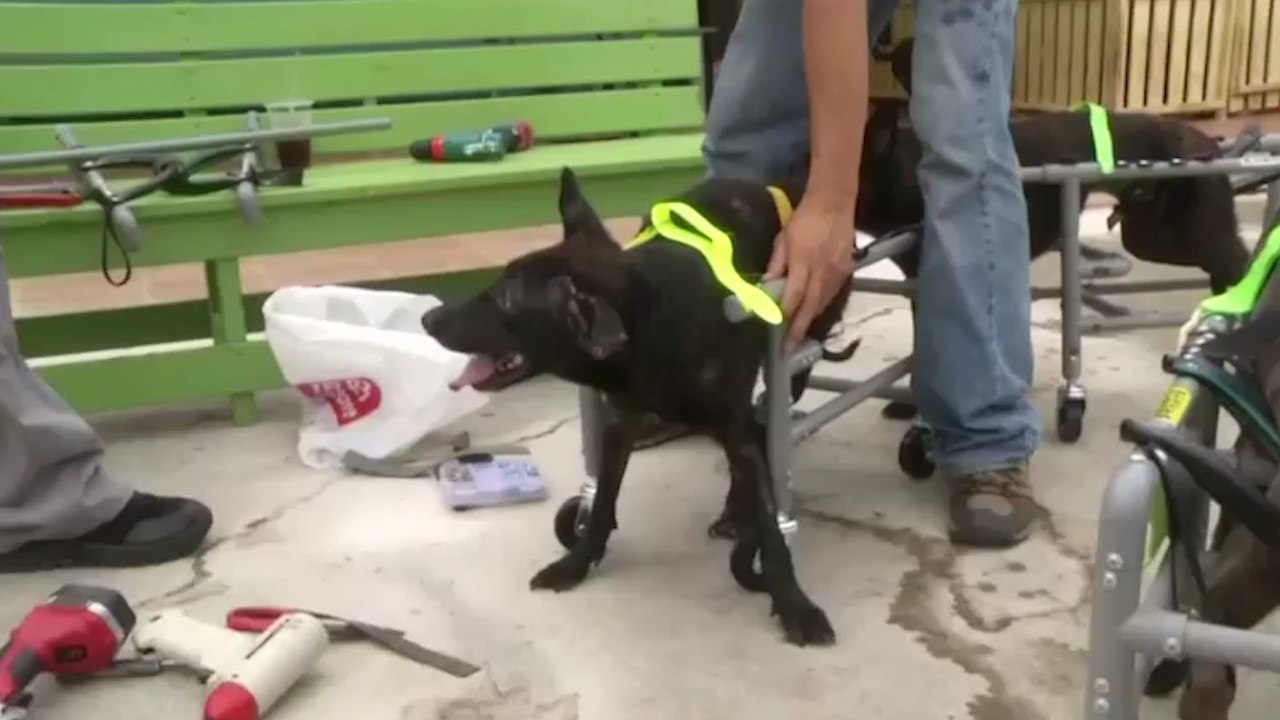 Taiwan's Injured Shelter Dogs Get To Walk And Run Again
