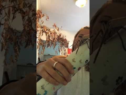 Huntsman Spider Crawls onto Woman's Hand