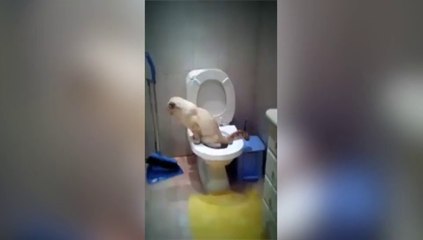 Ce chat est plus propre que la plupart d'entre nous... Il pisse pas à coté au moins