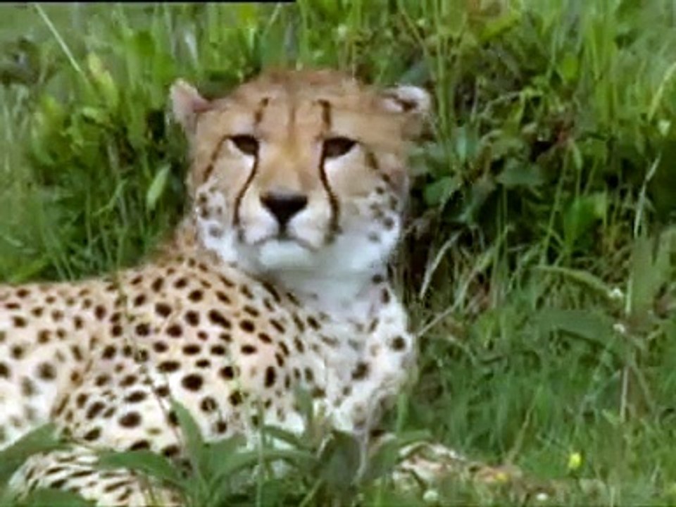 Animal symphony in Africa