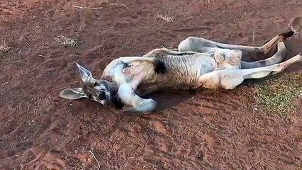 Ce kangourou... FAIT LA SIESTE !! Lol