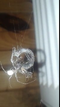 Combat entre un scorpion et une araignée géante !