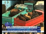 #غرفة_الأخبار | استيراد 5000 رأس ماشية شهريا من الصومال عن طريق ميناء سفاجا
