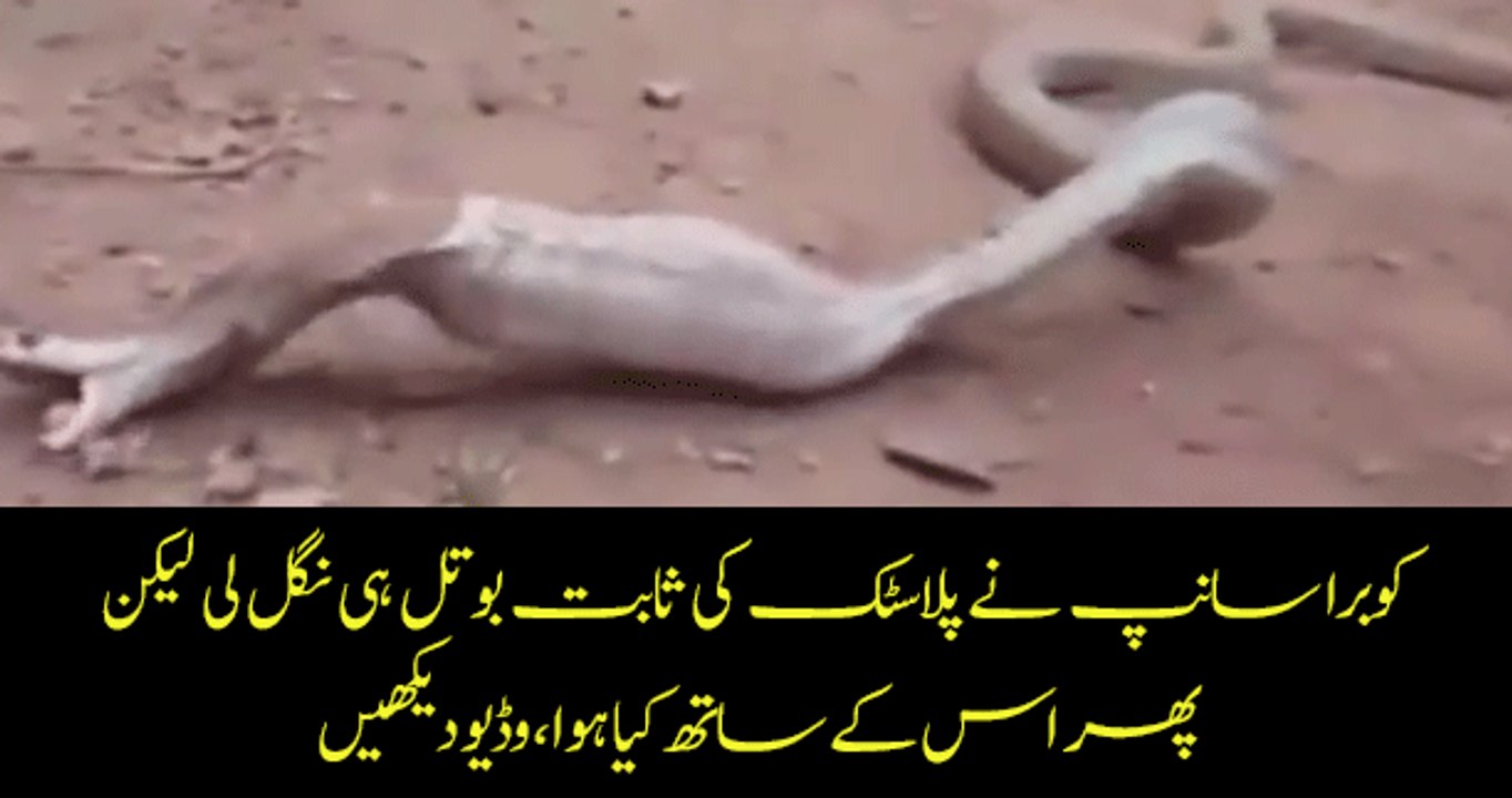 Snake Swallows a Pet Bottle and then what happened
