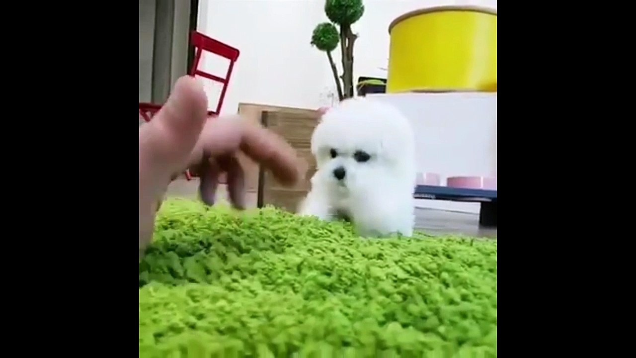 dog pet CUTE _ HOT !!!!
