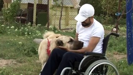 Kangal Köpeği İle Hayata Tutundu