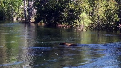Bear Accidentally Gets Sucked Down Waterfall