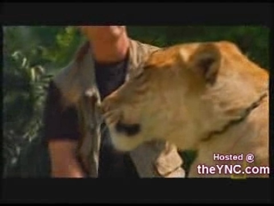 Leão (lion) com tigre (tiger) - Liger