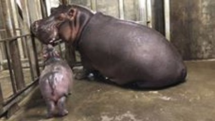 Cincinnati Zoo's Baby Hippo Reunited with Mom