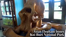 Asian Elephant bones in Kui Buri National Park