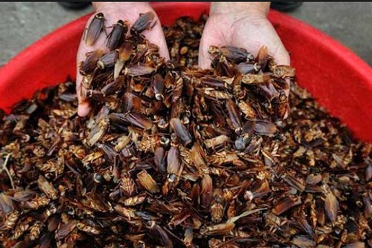 Duas receitas caseiras para acabar com baratas By Nina Della Rosa