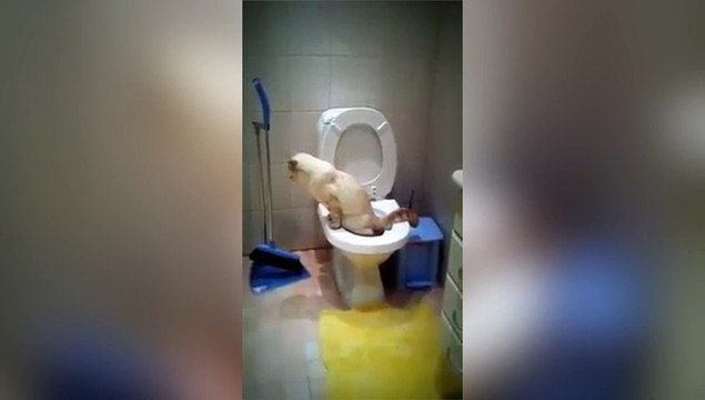 Impressionnant : ce chat utilise les toilettes à la perfection !