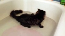 Funny Cats Enjoying Bath _ Campilation