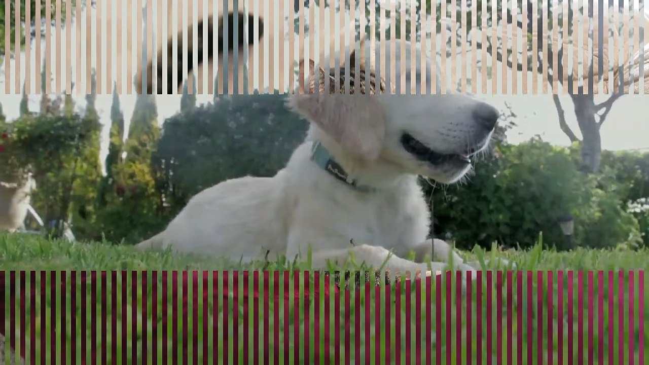 [English vocabulary–Farm animals] Animales en inglés (Parte 1) - YouTube