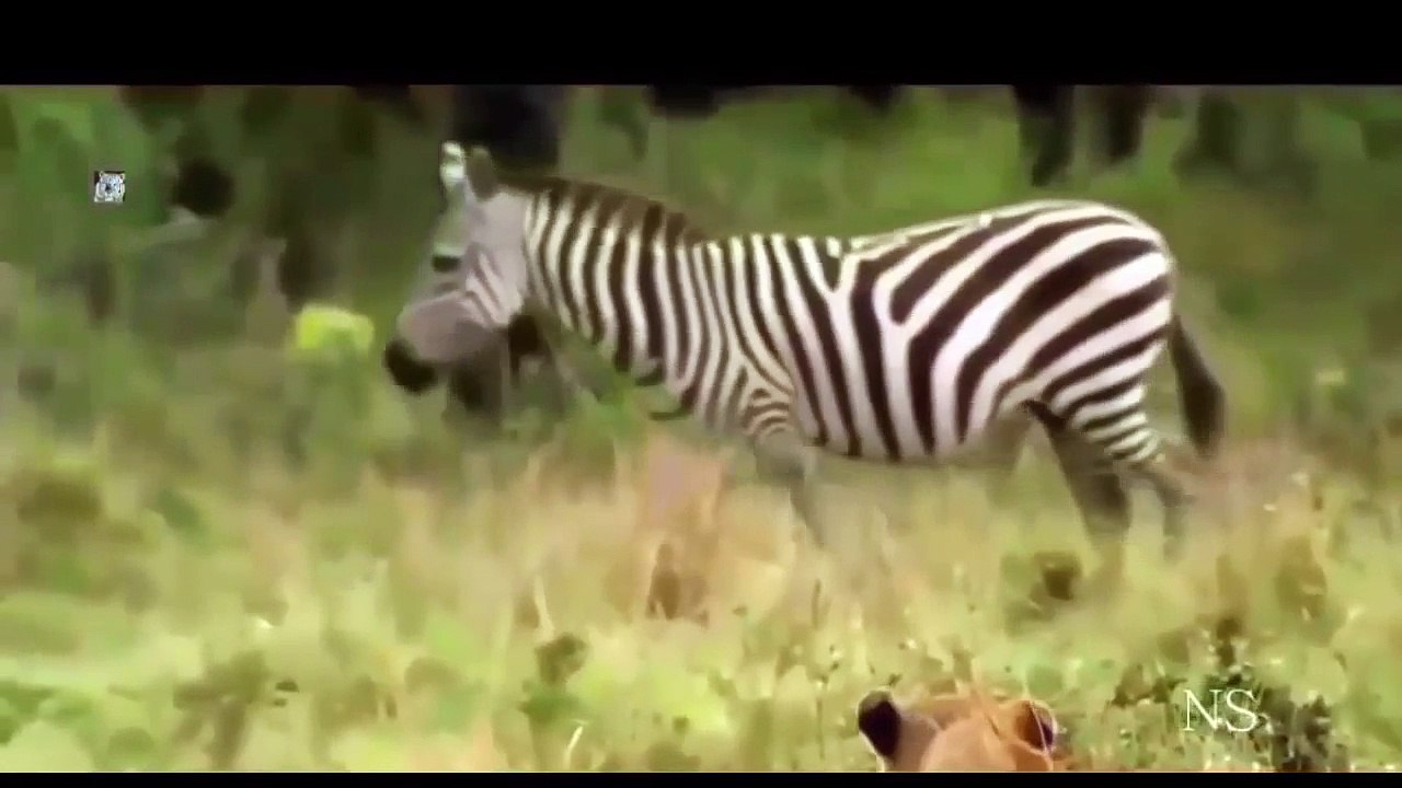 Predadores Letais-Caçadores em Grupos