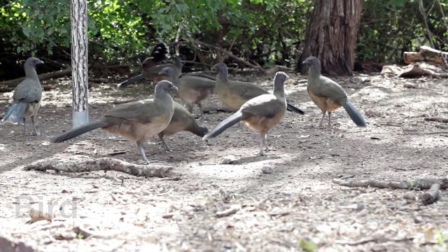 [English vocabulary–Farm animals] Animales en inglés (Parte 2)