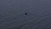 Drone Captures Humpback Whale Cruising in Seattle