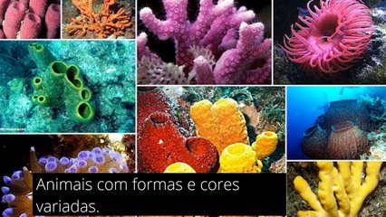 INVERTEBRADOS MARINHOS FASCINANTES    t_20170527_180009